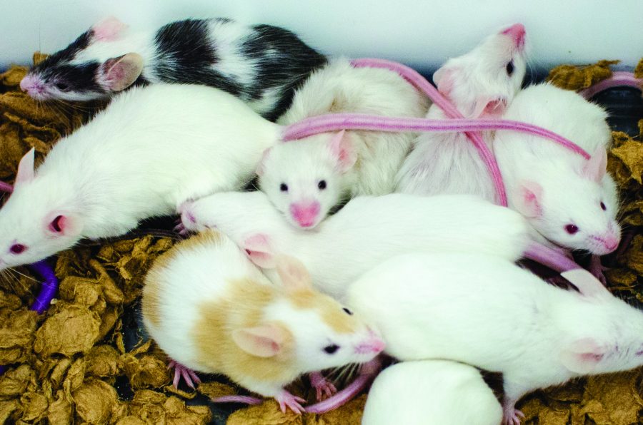 Mice injected with meth to research addiction at UT Health Science Center