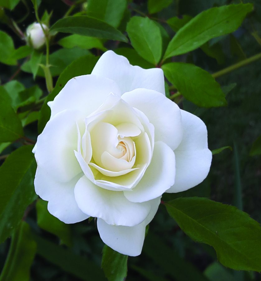 single+white+rose