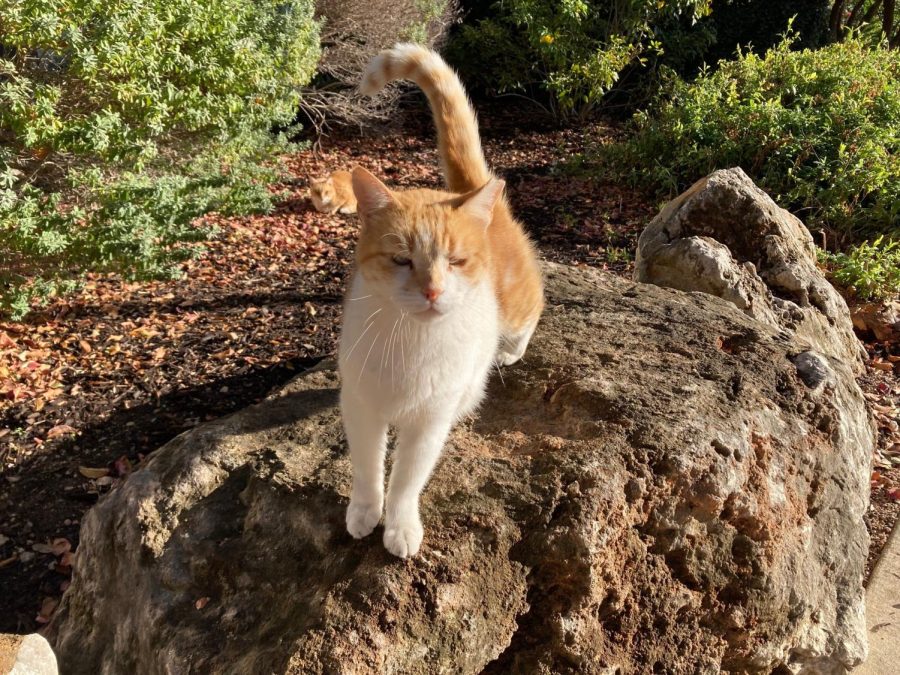 Roadrunner Cat Coalition takes care of felines on campus