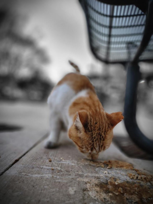 Chap Cat will be missed